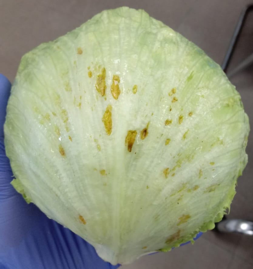 Lechuga afectada por hongos